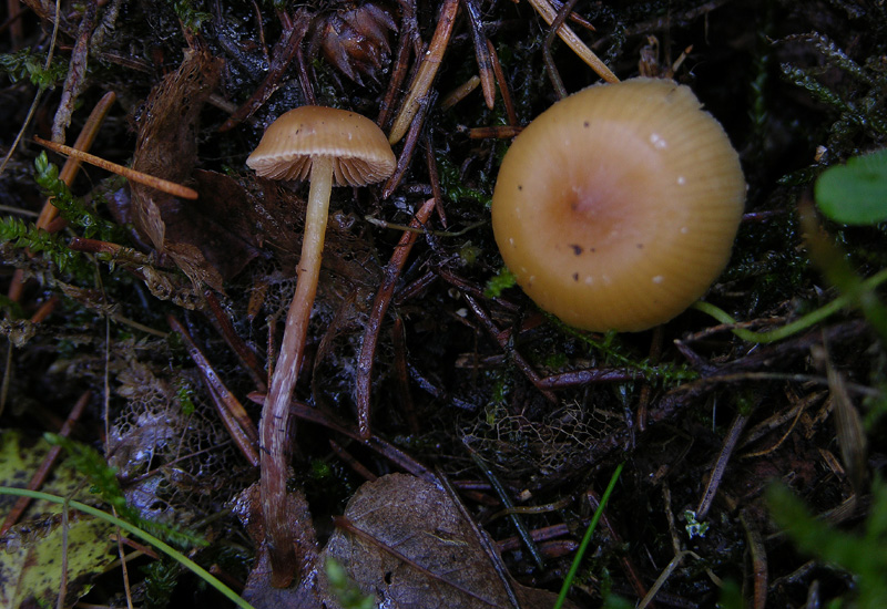 Galerina da determinare n30.